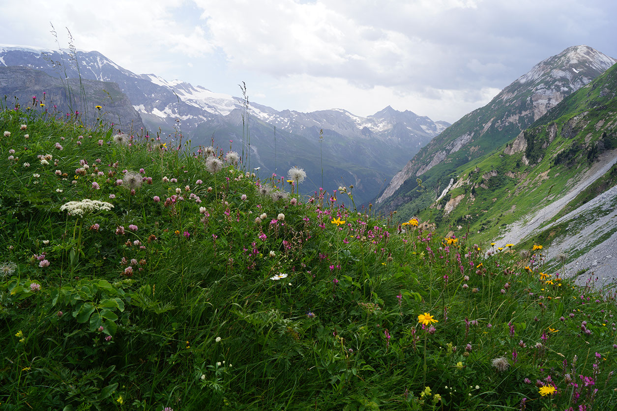 068-2013-08-06 col napremont fleurs(58)