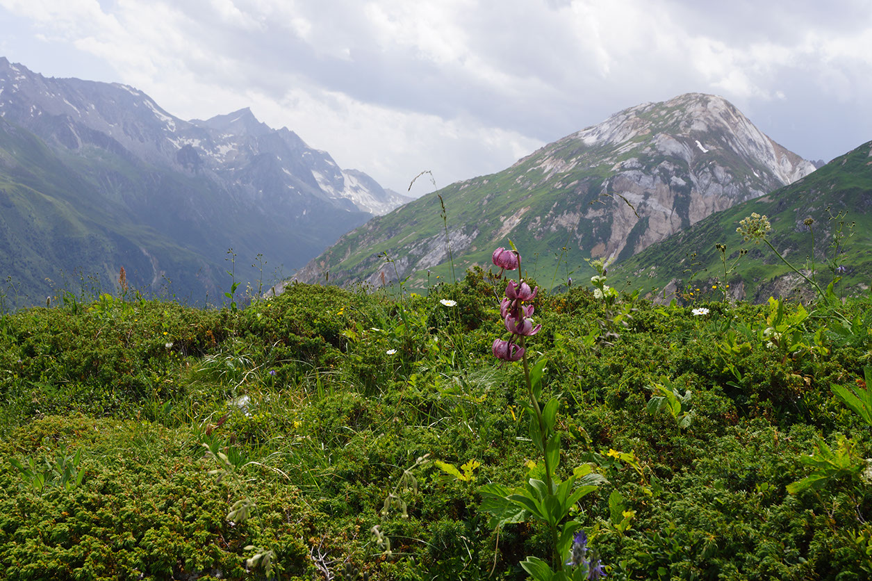 070-2013-08-06 col napremont fleurs(56)