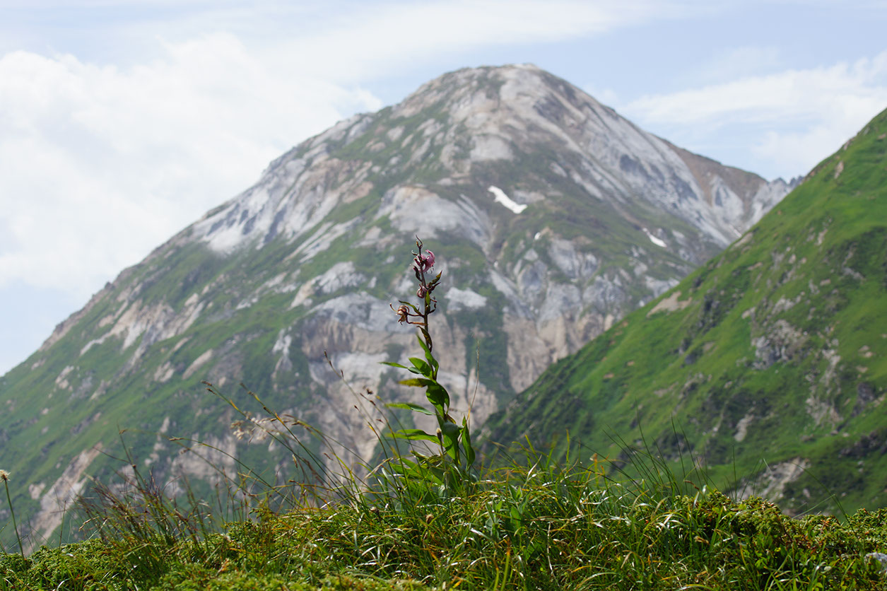 073-2013-08-06 col napremont fleurs(22)