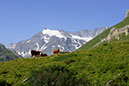 105-2013-08-05 cirque genepi (12)