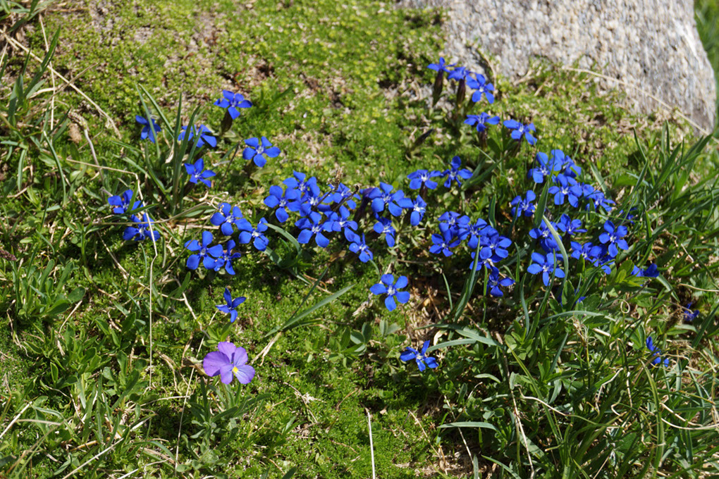 2013-08-03 Col Vanoise (74)