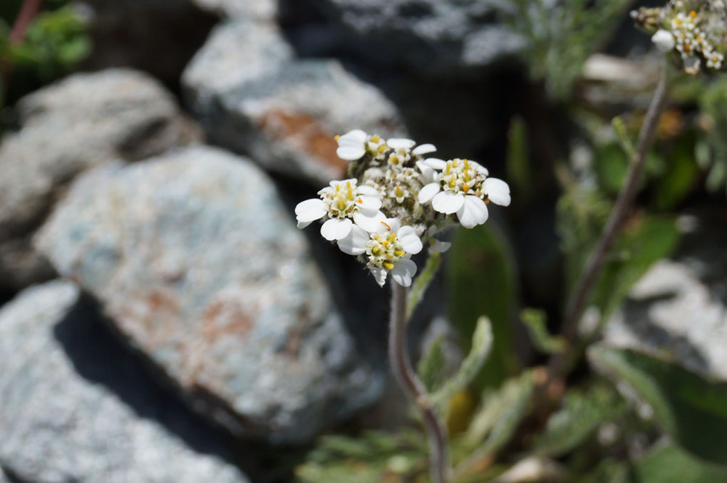 053-2013-08-05 cirque genepi (79)