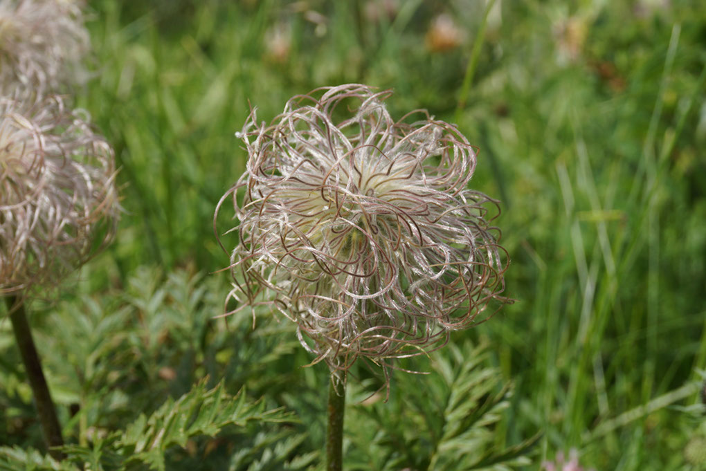 069-2013-08-06 col napremont fleurs(64)