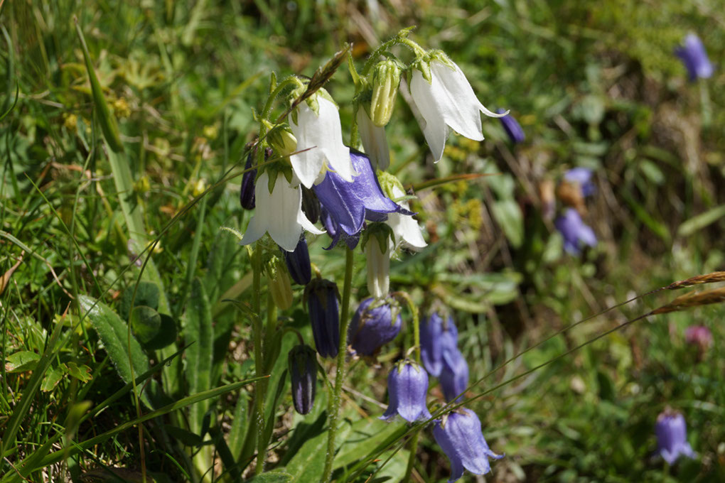 086-2013-08-10 plan serie (284)