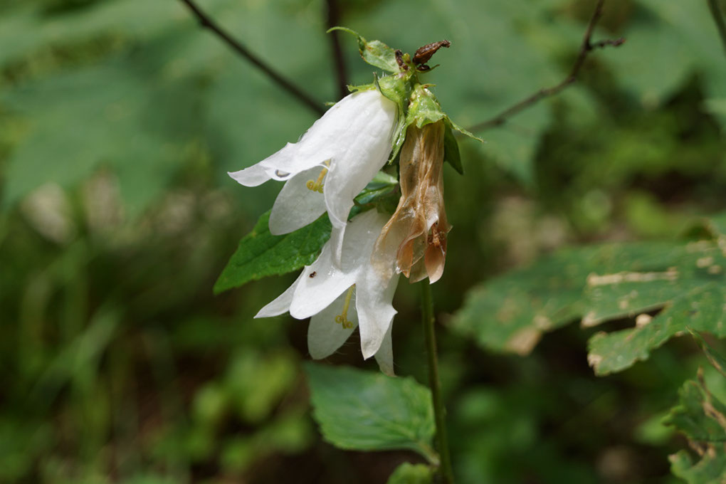 071-2013-08-08 Mont-Chevrier (78)