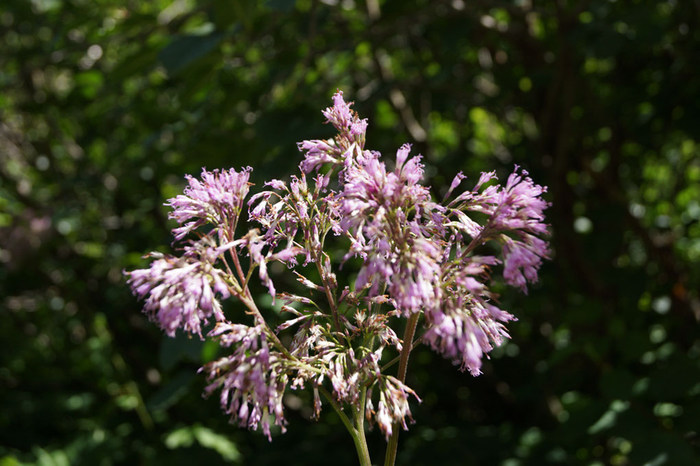 015-2013-08-02 Lac Chalet clou (73)