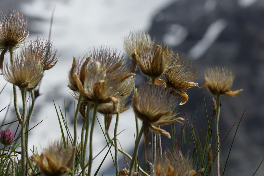 027-2013-08-03 Col Vanoise (116)