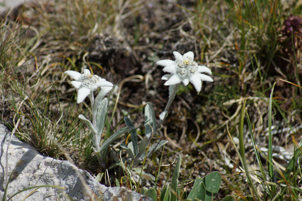 093-2013-08-10 plan serie (193)