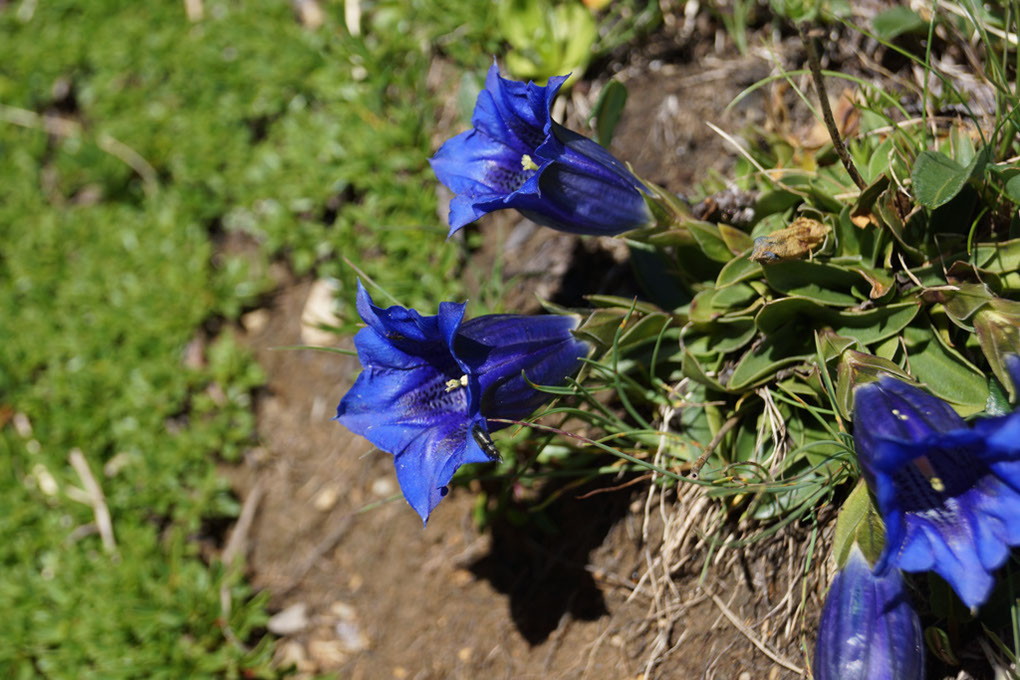 110-2013-08-11 petit-mont-blanc (29)