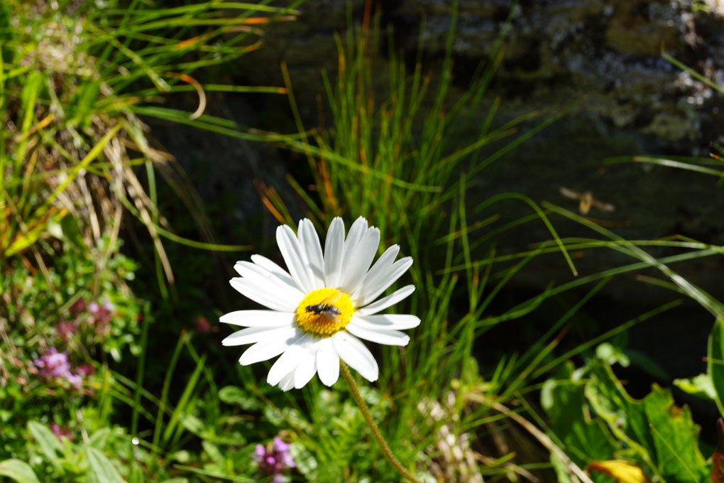 047-2013-08-05 cirque genepi (50)