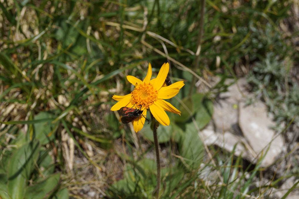 061-2013-08-05 cirque genepi (124)