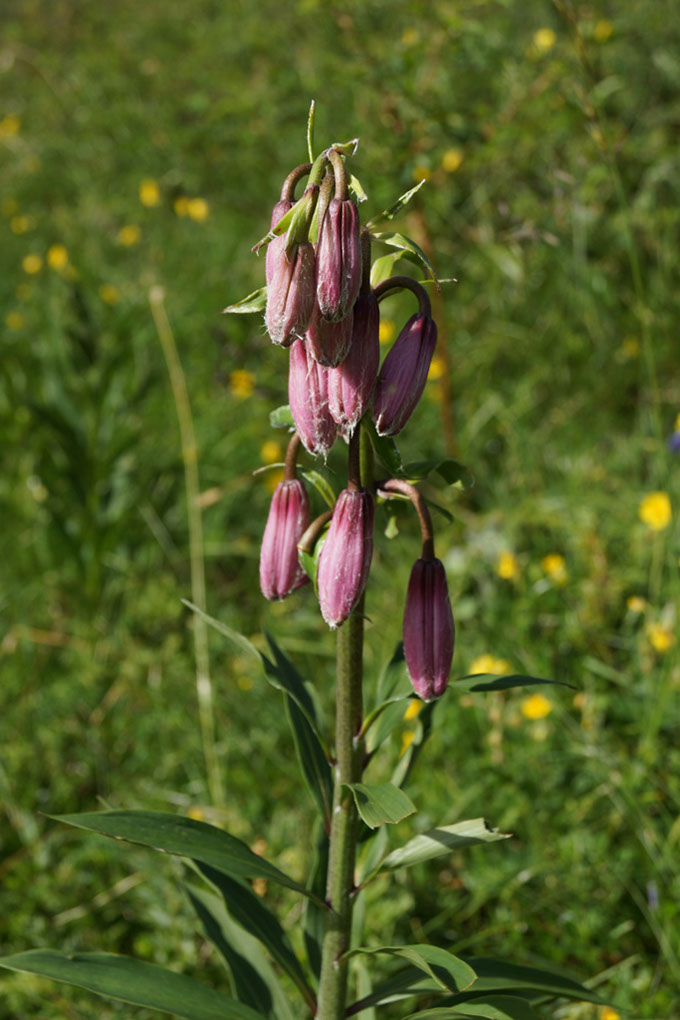 043-2013-08-03 Col Vanoise fleurs  (260)