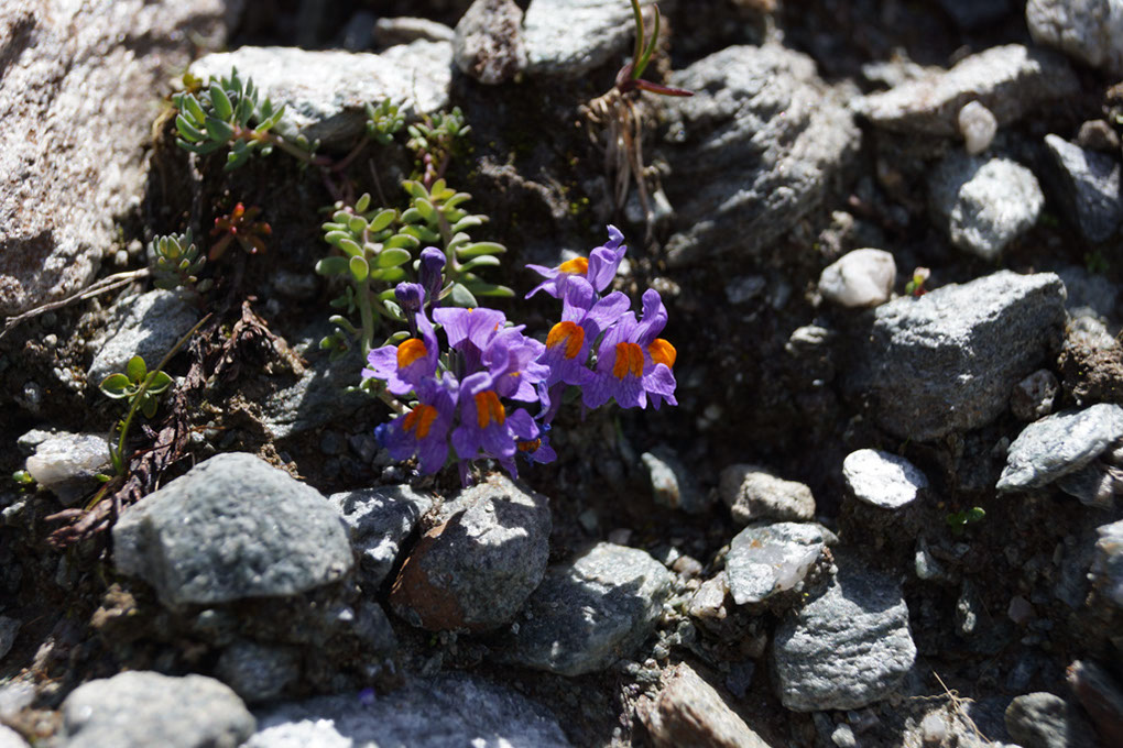 054-2013-08-05 cirque genepi (83)