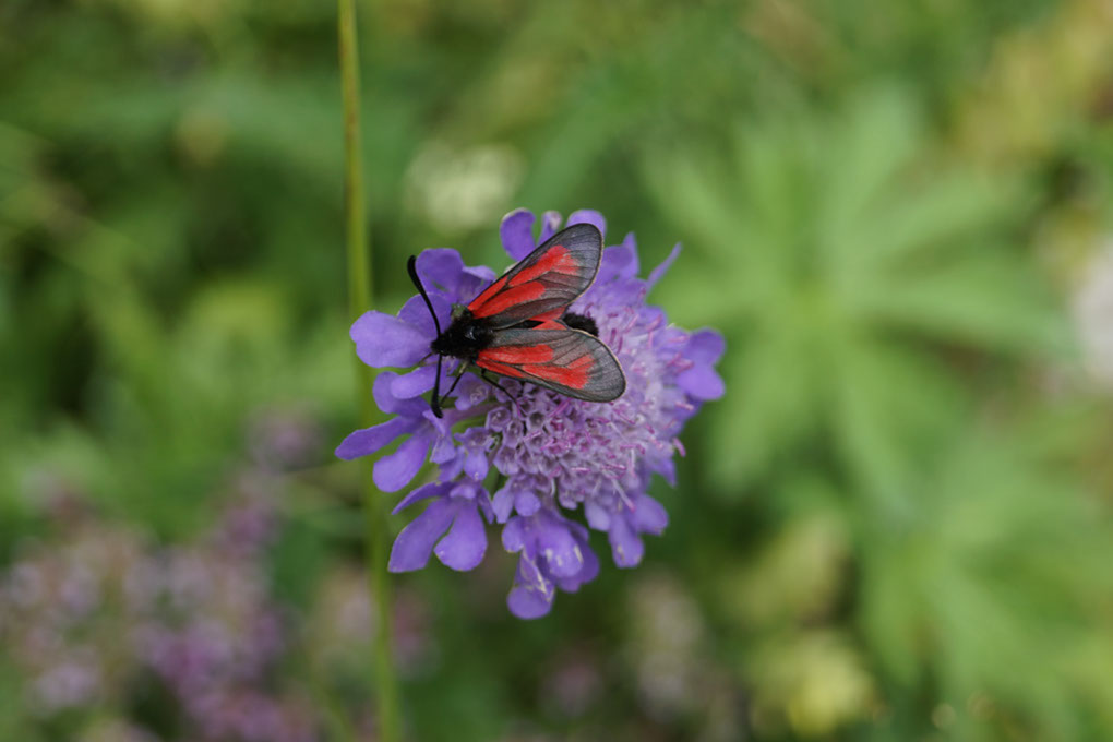 077-2013-08-08 Mont-Chevrier (31)