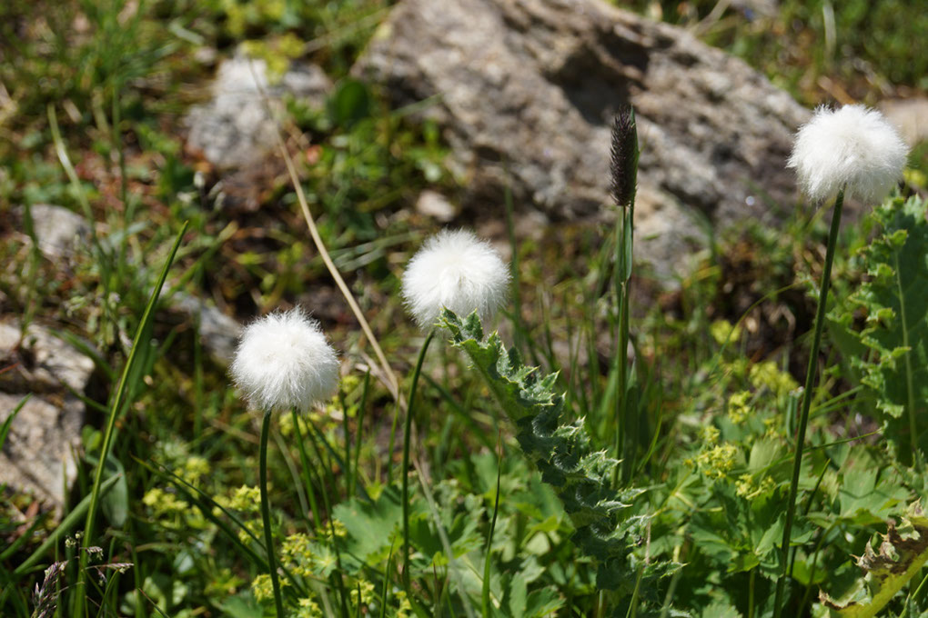 056-2013-08-05 cirque genepi (91)