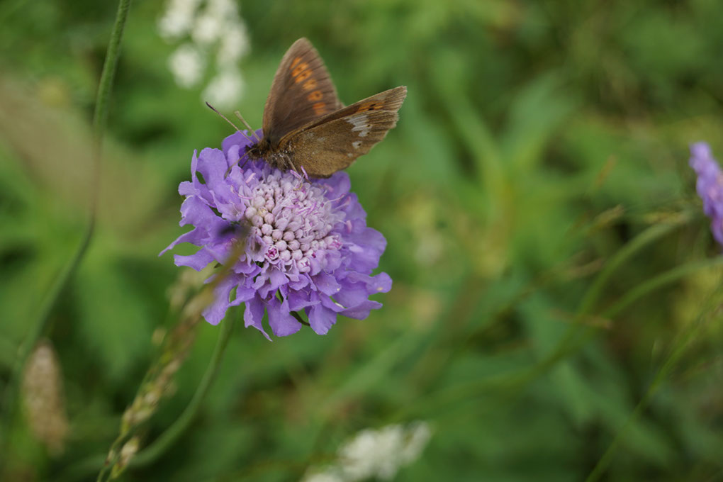 075-2013-08-08 Mont-Chevrier (40)