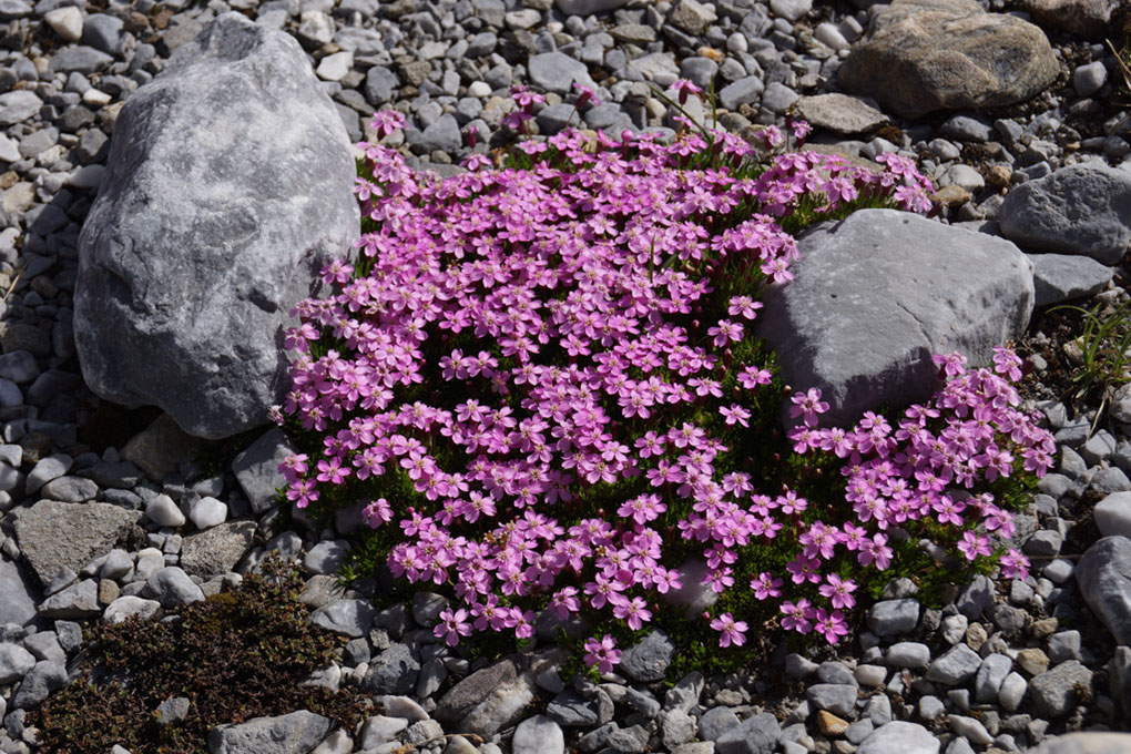019-2013-08-03 Col Vanoise (48)