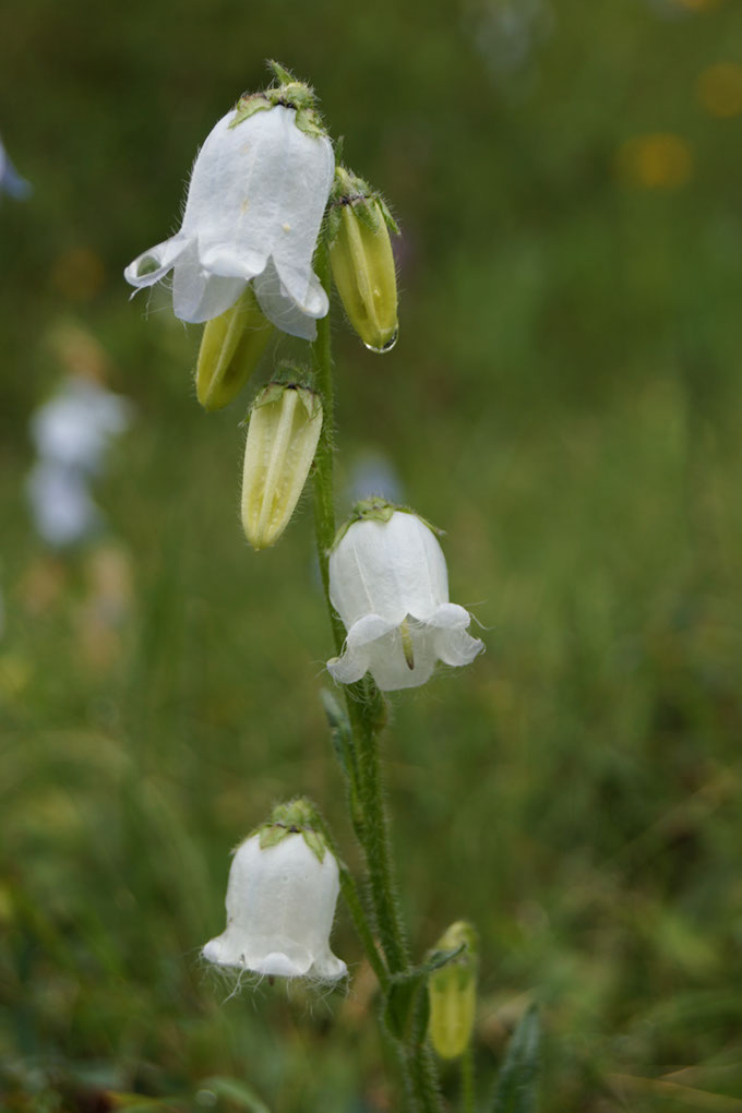 074-2013-08-08 Mont-Chevrier (59)