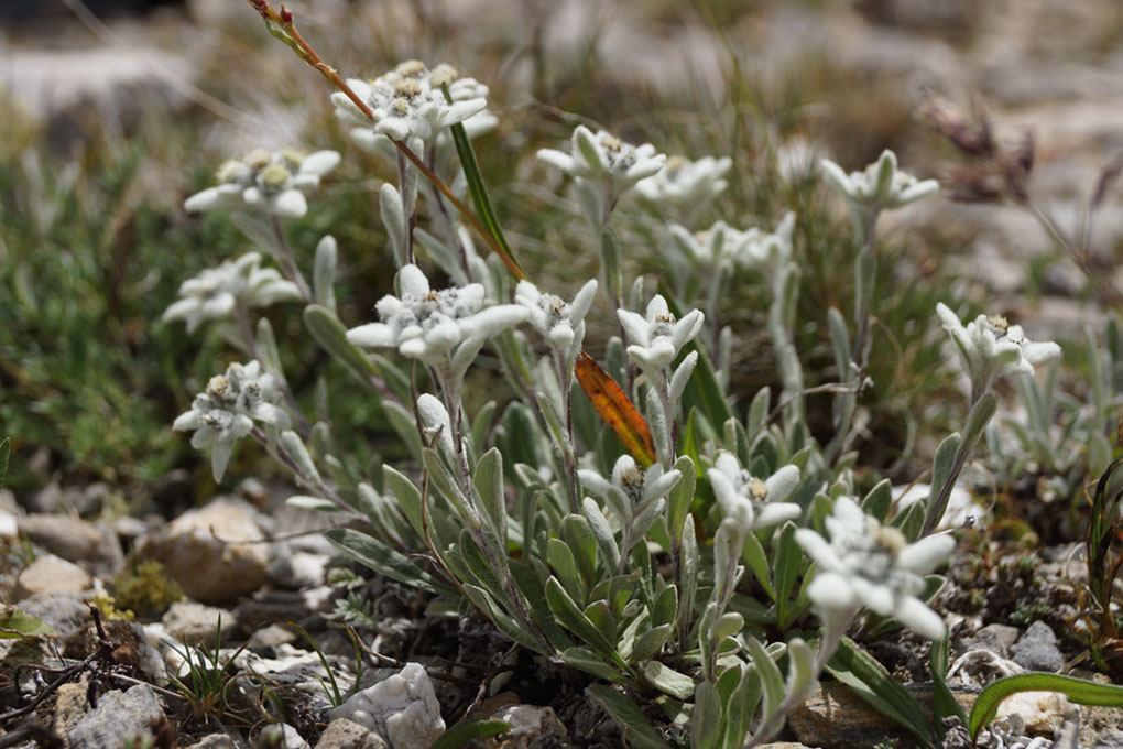 032-2013-08-03 Col Vanoise (177)