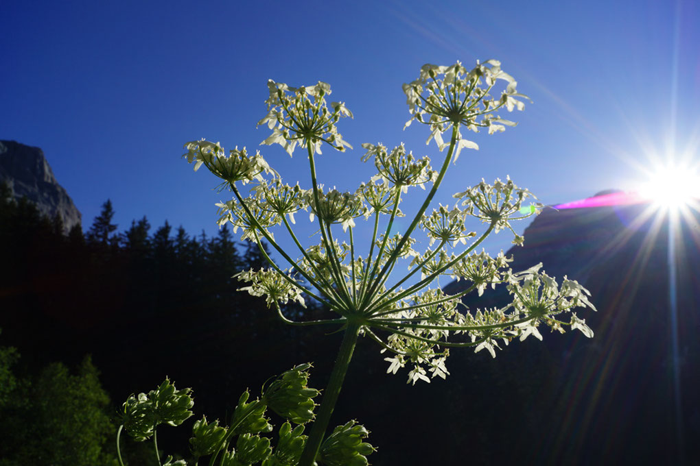 006-2013-08-01 Vanoise Pralognan fleurs  (127)