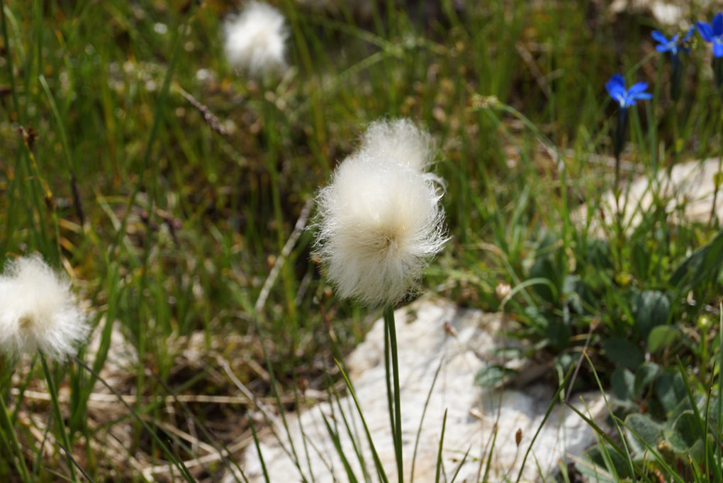 062-2013-08-05 cirque genepi (145)