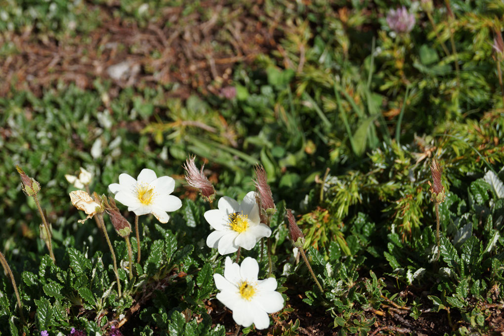 018-2013-08-03 Col Vanoise (35)
