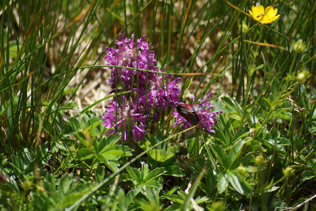 028-2013-08-03 Col Vanoise (120)