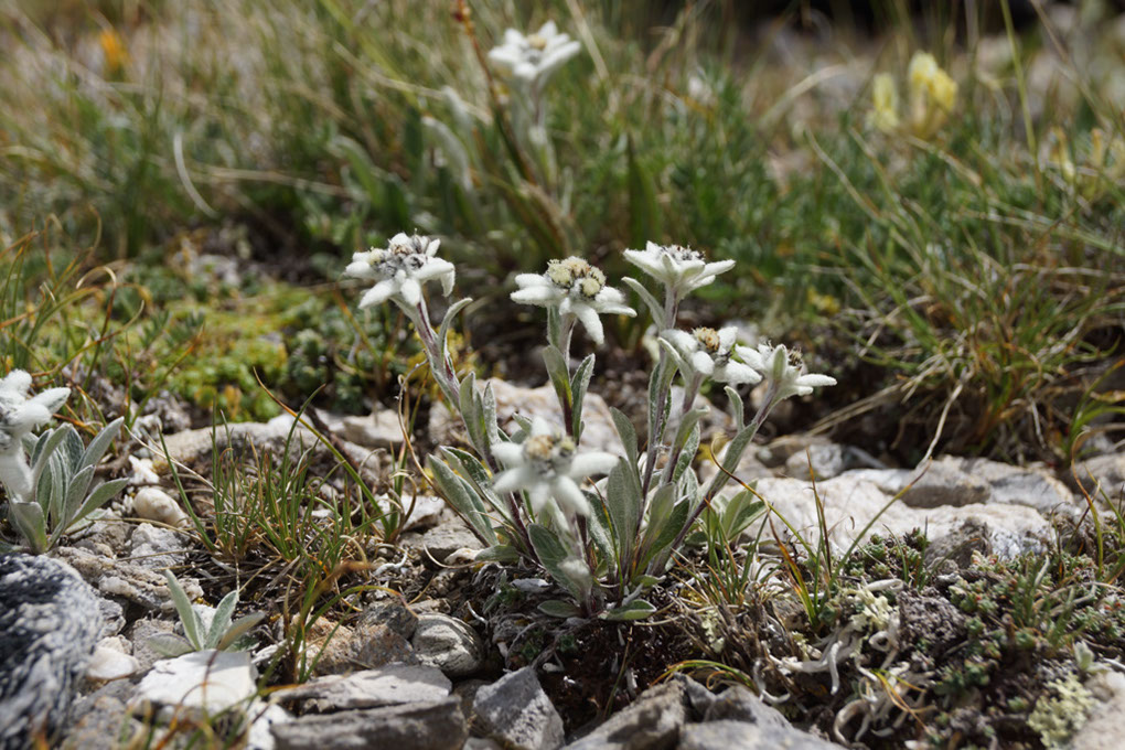 033-2013-08-03 Col Vanoise (176)