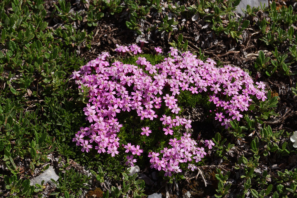 2013-08-03 Col Vanoise (47)