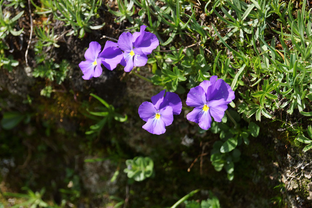 023-2013-08-03 Col Vanoise (75)