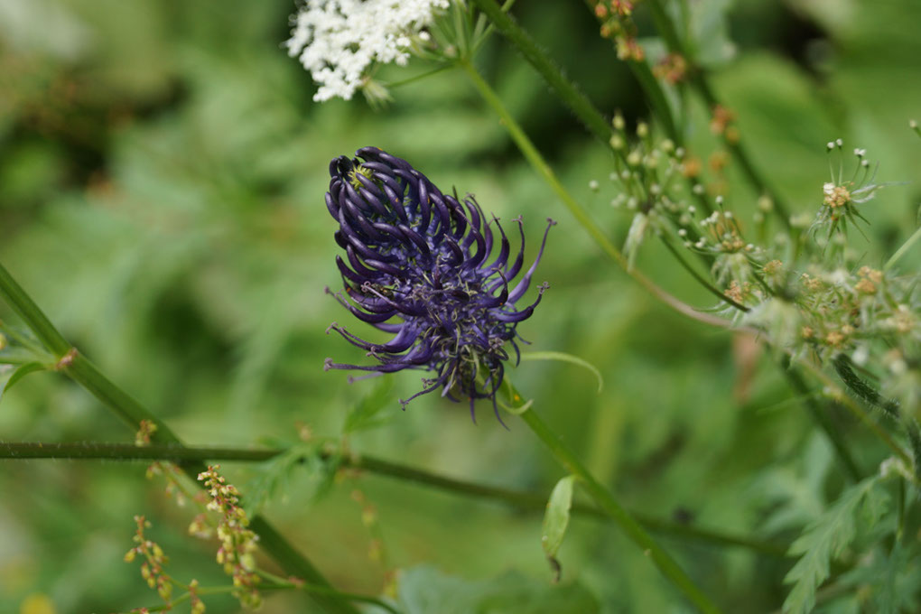 063-2013-08-05 cirque genepi (156)