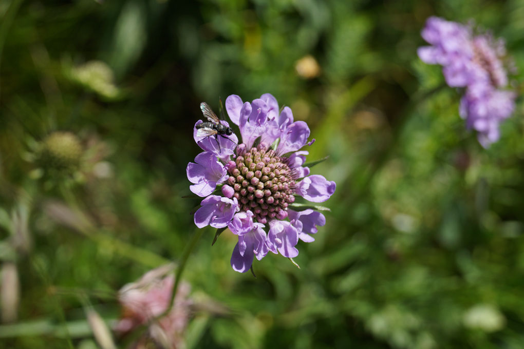 046-2013-08-05 cirque genepi (47)