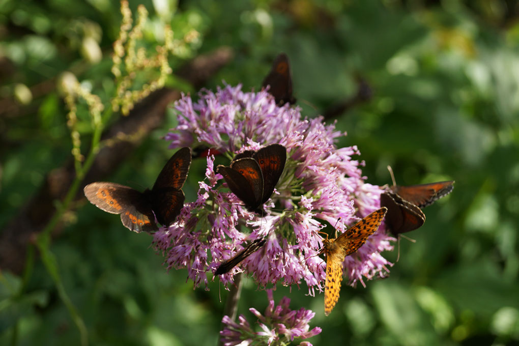 037-2013-08-03 Col Vanoise fleurs  (230)