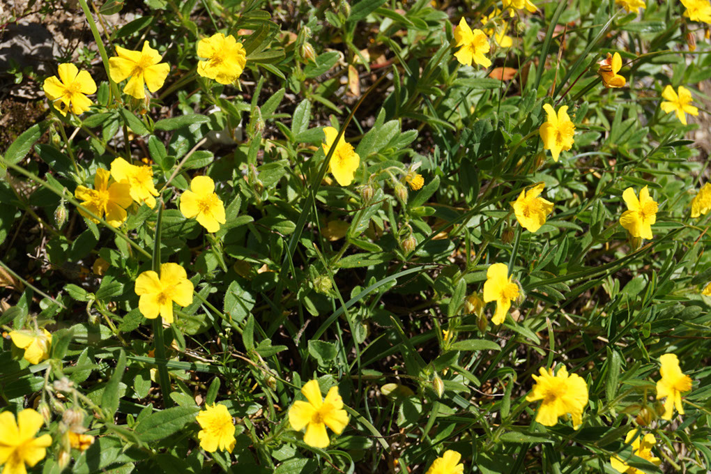 107-2013-08-11 petit-mont-blanc (84)