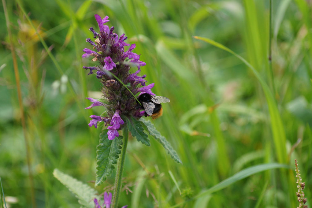 066-2013-08-05 cirque genepi (209)