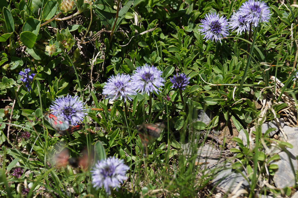 109-2013-08-11 petit-mont-blanc (30)