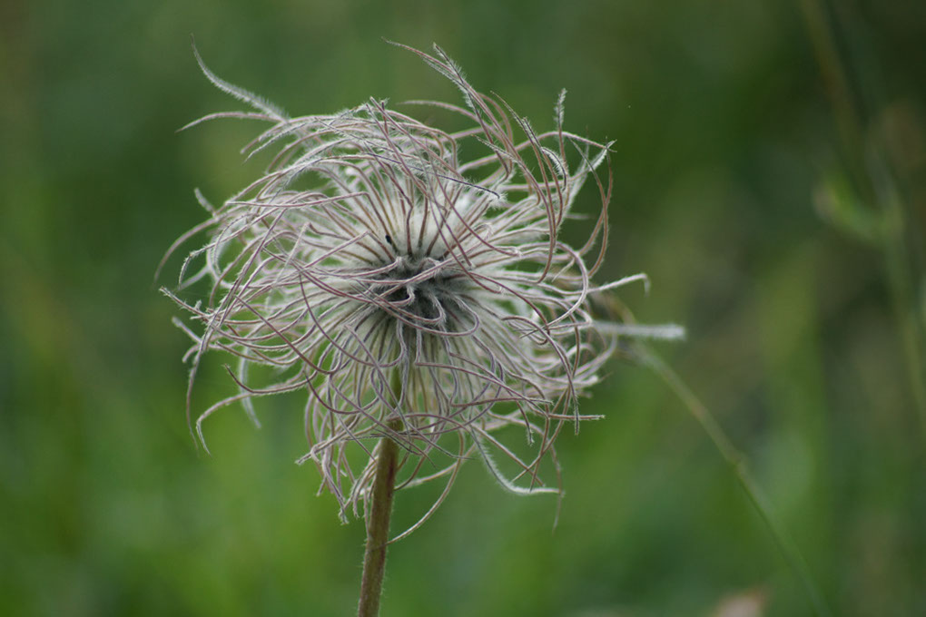 065-2013-08-05 cirque genepi (211)
