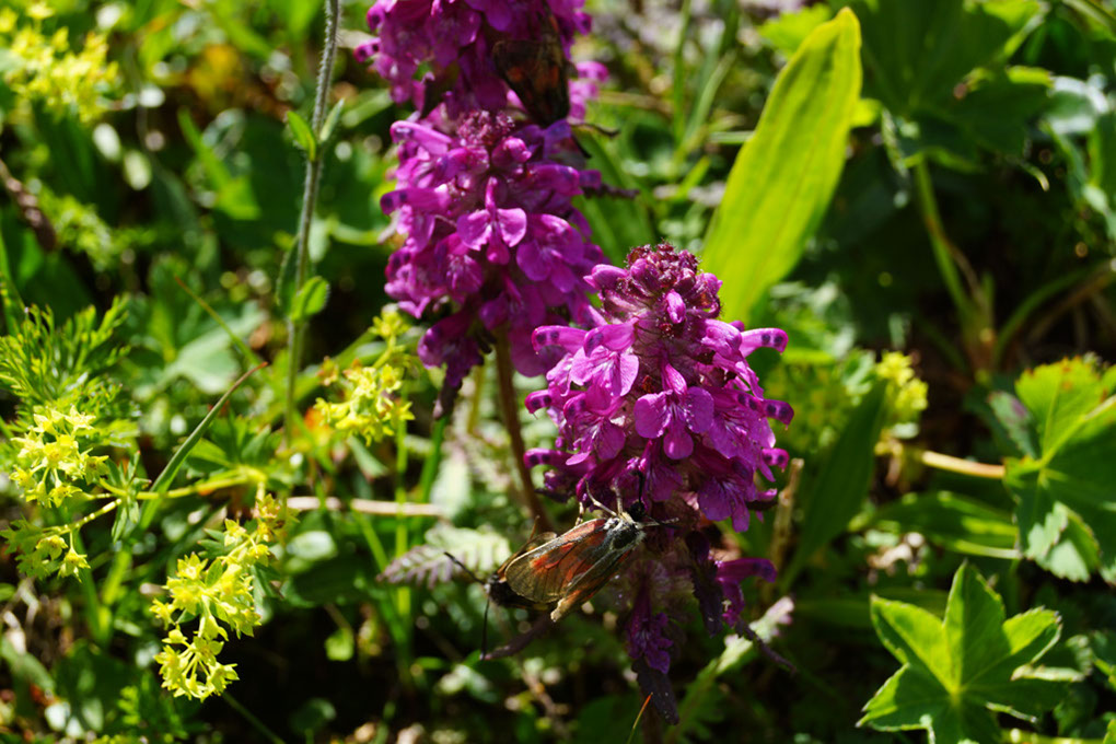 059-2013-08-05 cirque genepi (108)