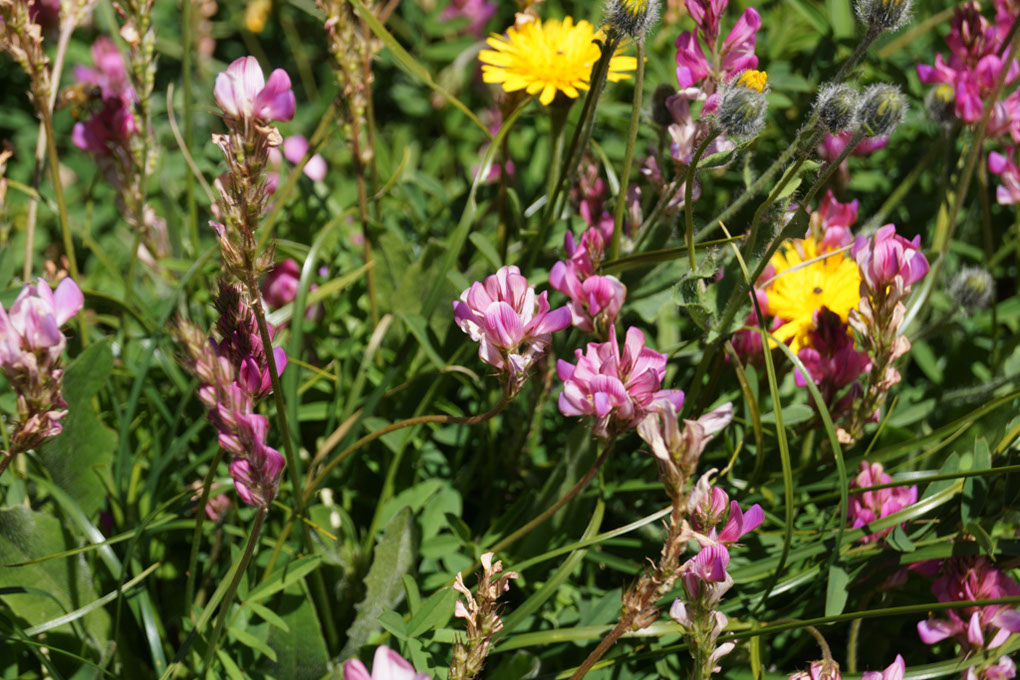 108-2013-08-11 petit-mont-blanc (71)