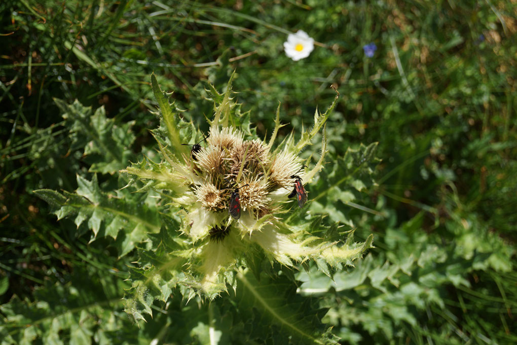 058-2013-08-05 cirque genepi (87)