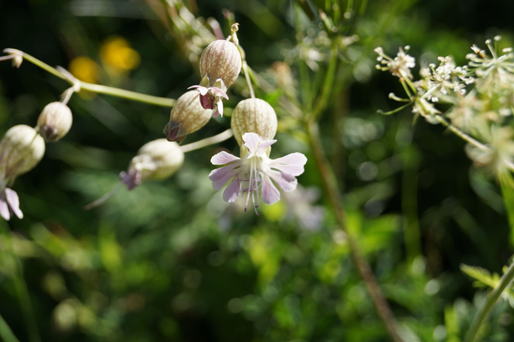 081-2013-08-10 plan serie (311)