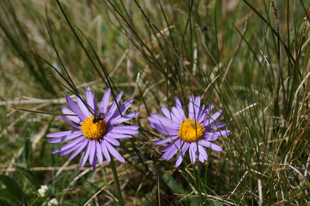 029-2013-08-03 Col Vanoise (132)