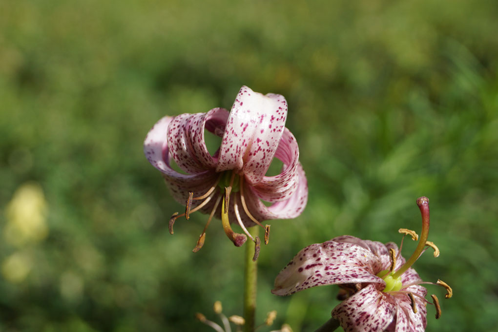 038-2013-08-03 Col Vanoise fleurs  (234)