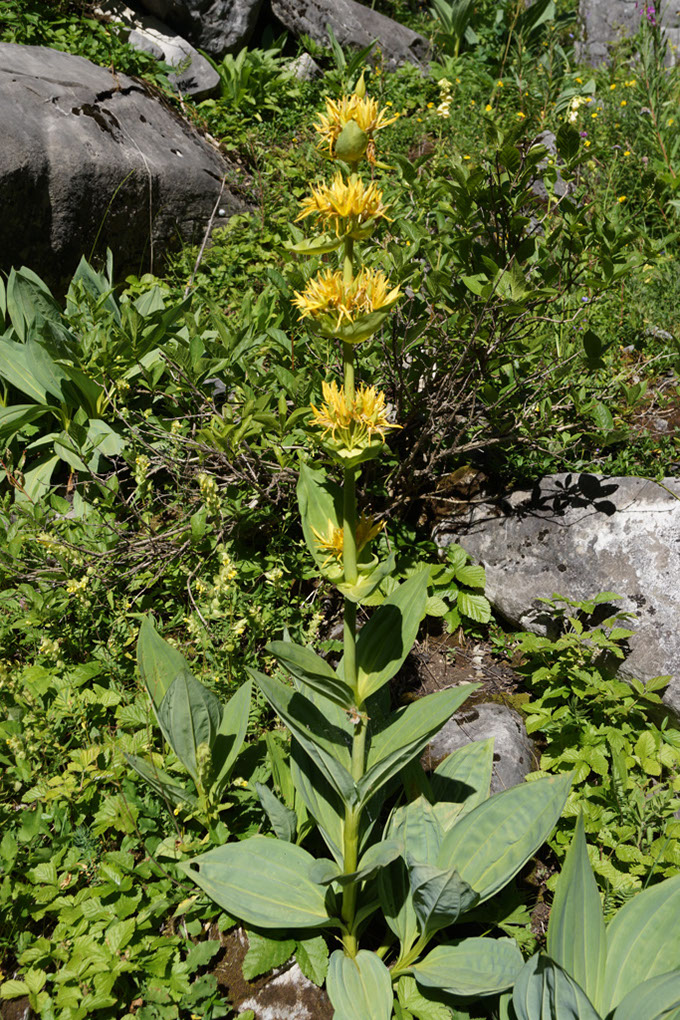 005-2013-08-01 Vanoise Pralognan fleurs (68)