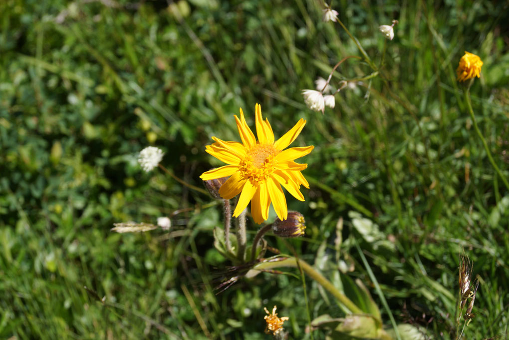 011-2013-08-02 Lac Chalet clou (33)