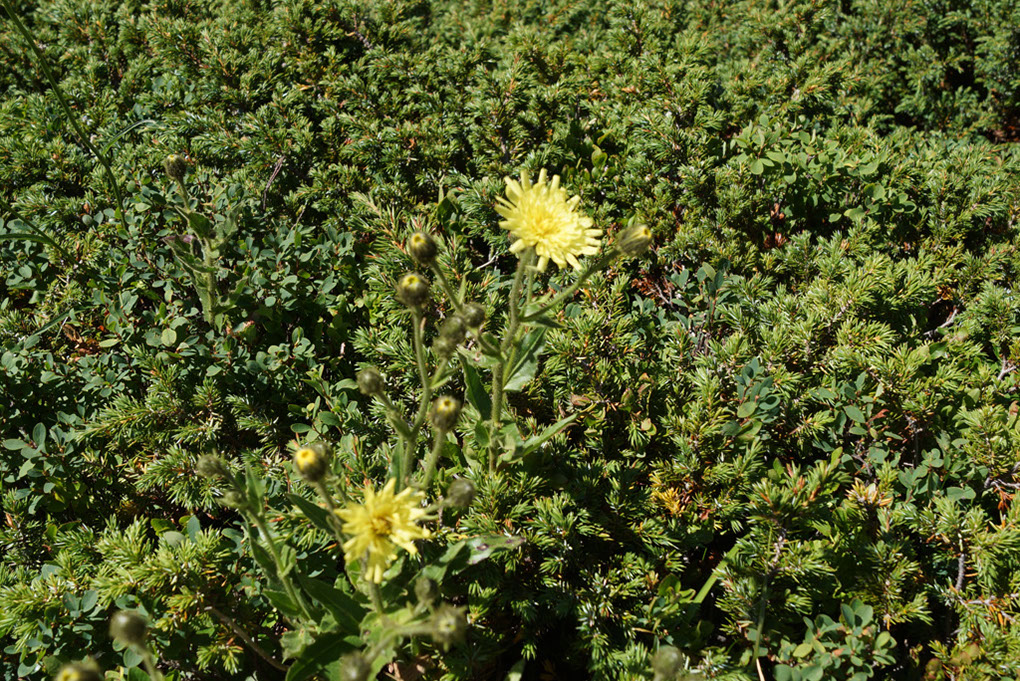 012-2013-08-02 Lac Chalet clou (39)