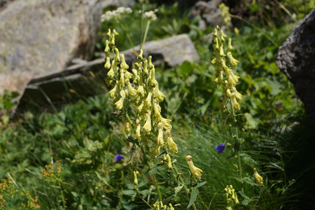 048-2013-08-05 cirque genepi (49)