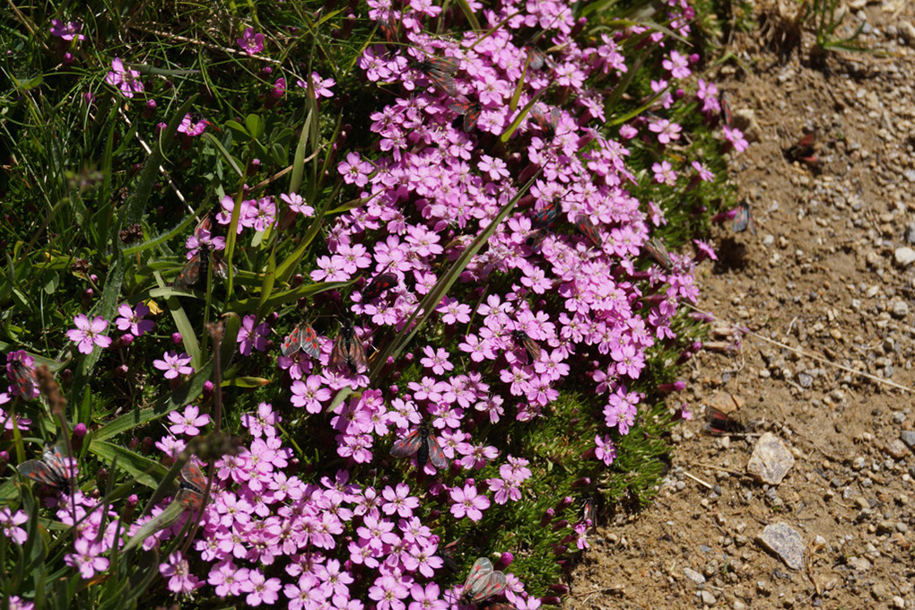 089-2013-08-10 plan serie (232)