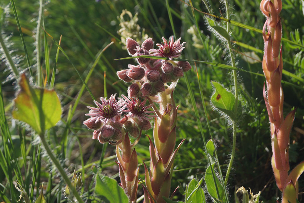036-2013-08-03 Col Vanoise (215)