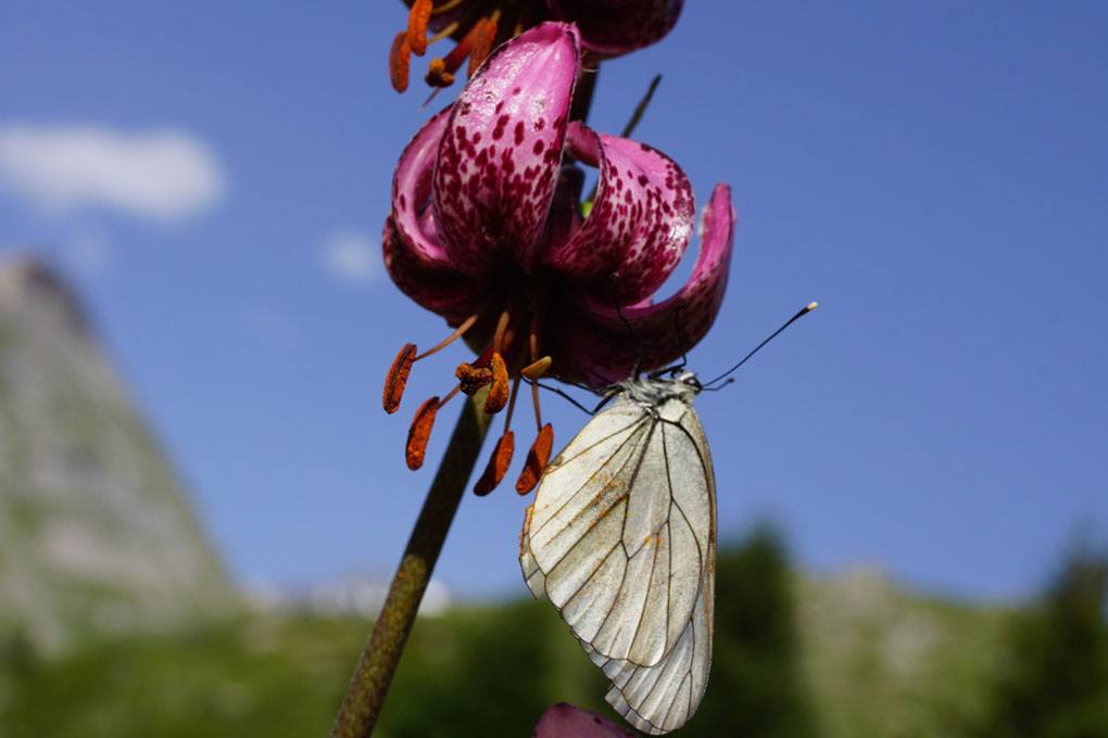 042-2013-08-03 Col Vanoise fleurs  (258)